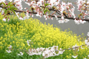 外濠公園の菜の花と桜