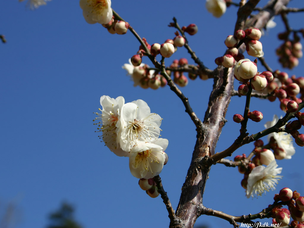白色の梅の花 風景写真無料壁紙