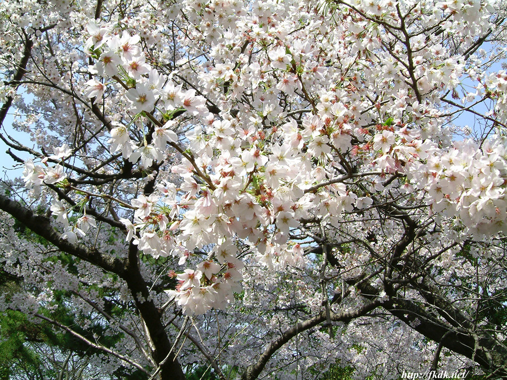 桜の花 風景写真無料壁紙