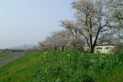 桜と川の土手