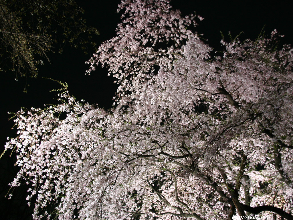 しだれ桜のライトアップ 風景写真無料壁紙