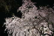 しだれ桜のライトアップ