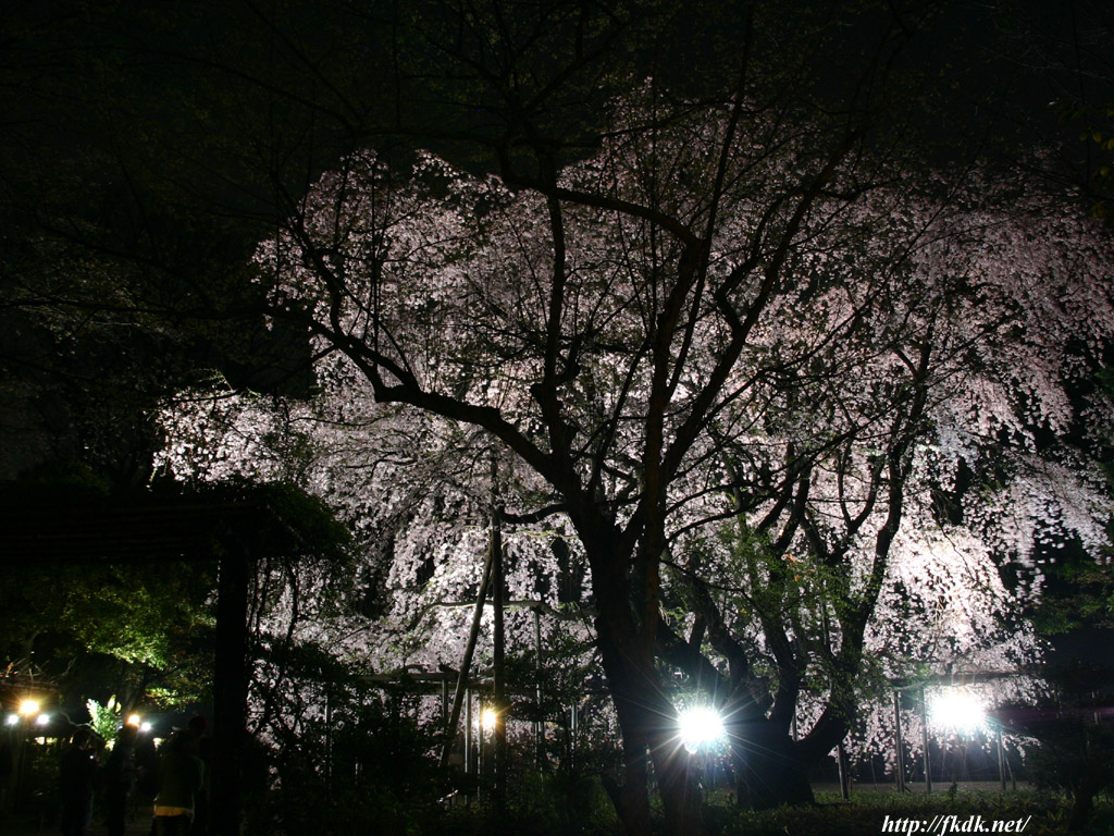 六義園のしだれ桜 風景写真無料壁紙