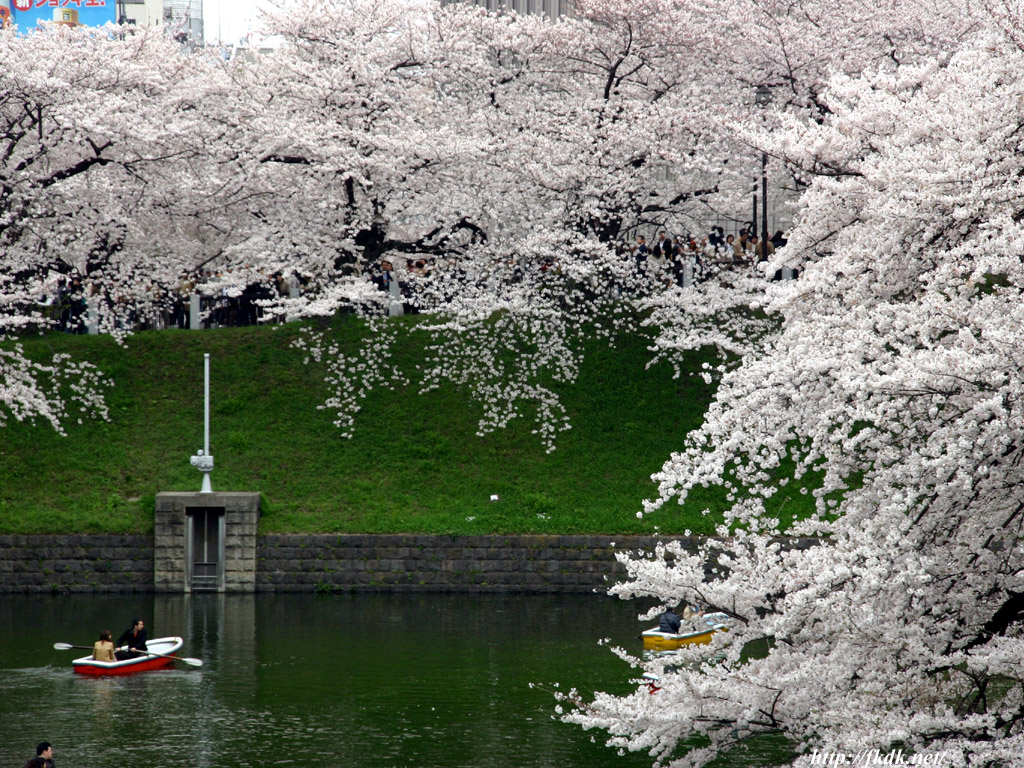 千鳥ヶ淵の桜 風景写真無料壁紙