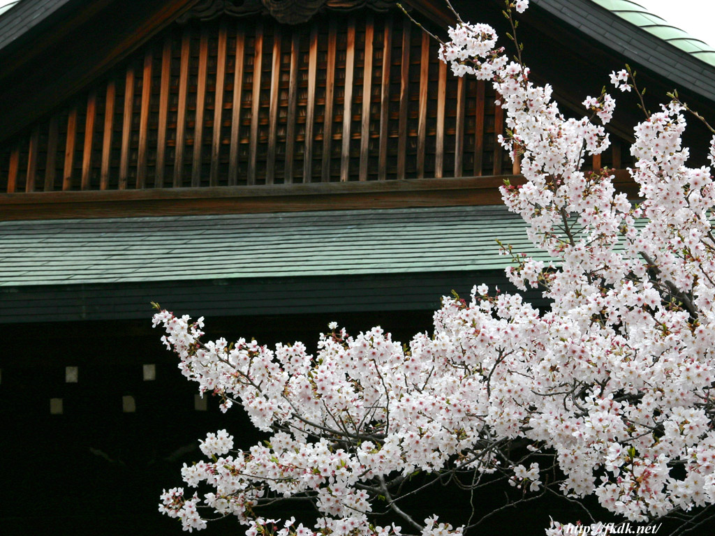 靖国神社の桜 風景写真無料壁紙