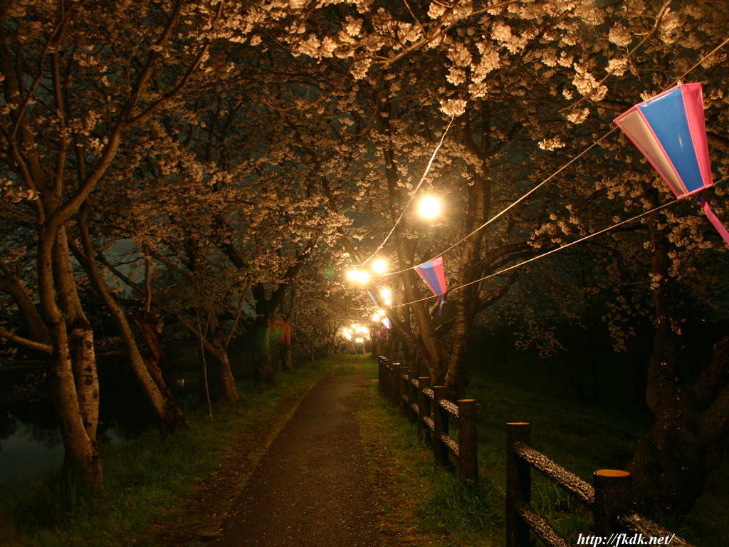 福岡堰の夜桜 風景写真無料壁紙