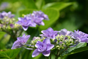 八重咲きの紫陽花
