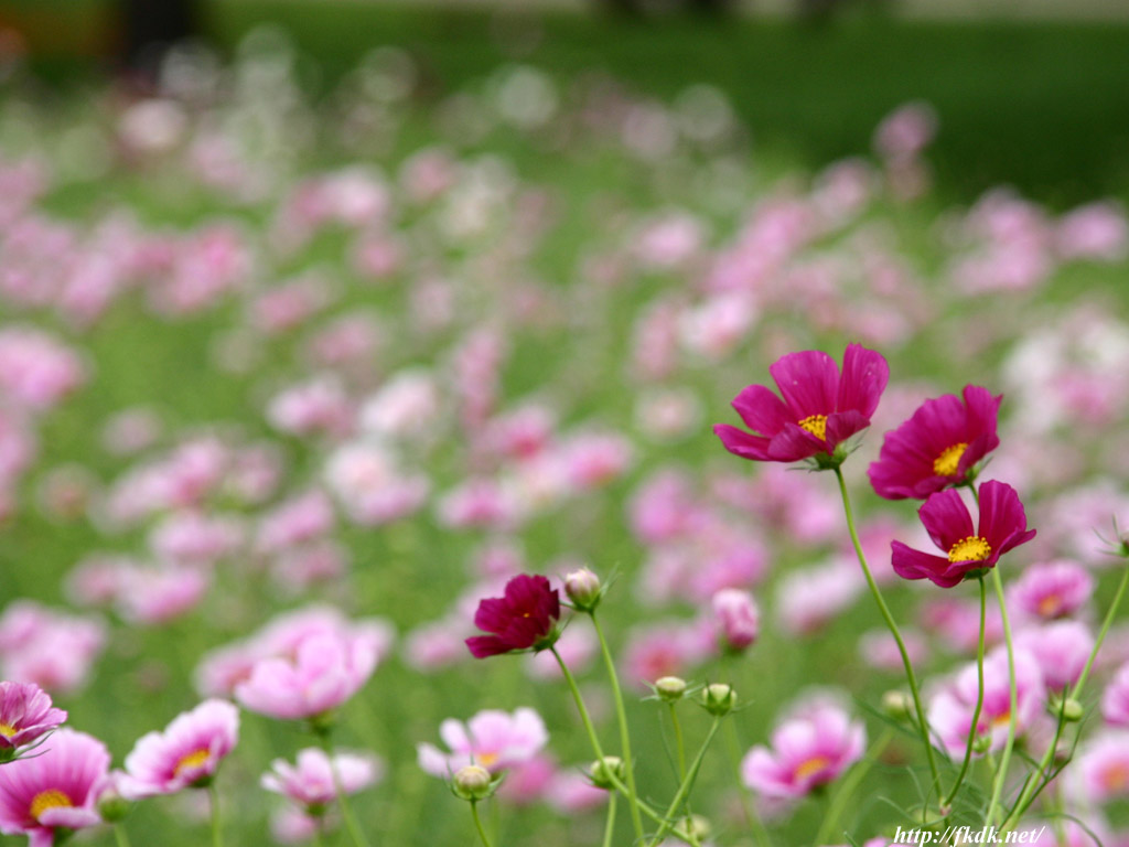 コスモスの花畑 風景写真無料壁紙