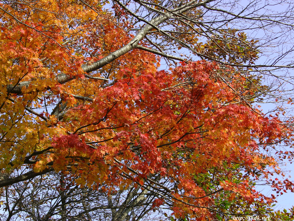 那須の紅葉 風景写真無料壁紙