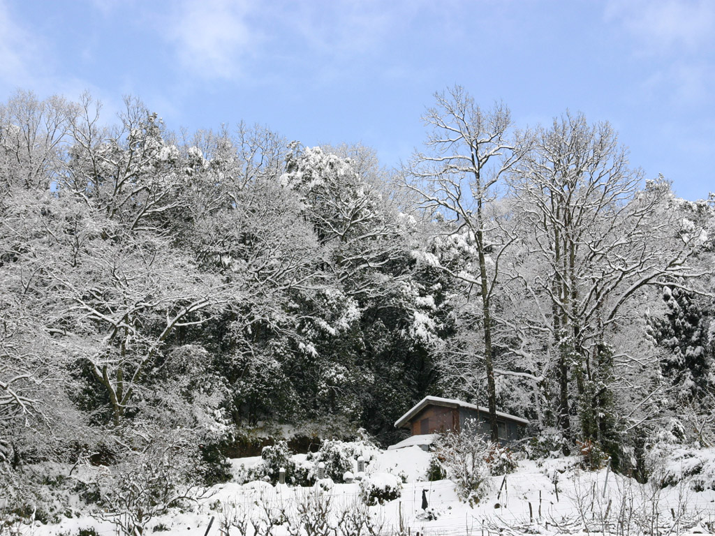 森の雪景色1 風景写真無料壁紙