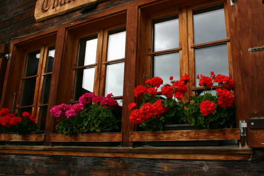 ミューレン　窓の花